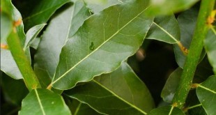 Alloro - proprietà, benefici, uso e controindicazioni. Scopri le proprietà dell'alloro, i benefici per la salute, tutti gli utilizzi in cucina e come rimedio naturale, le controindicazioni e gli effetti collaterali.