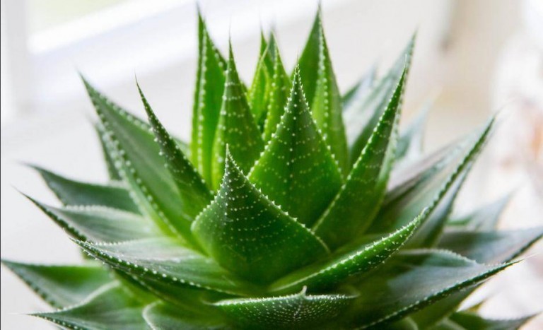 Aloe vera arborescens proprietà benefici e controindicazioni