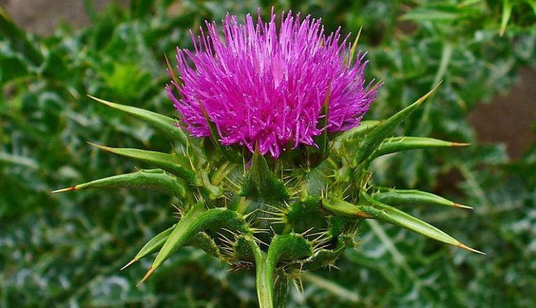 Cardo mariano proprietà benefici, uso, rimedi naturali e controindicazioni