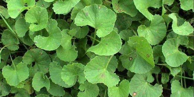 Centella Asiatica proprietà benefici uso tisana di centella asiatica controindicazioni