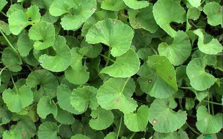 Centella Asiatica proprietà benefici uso tisana di centella asiatica controindicazioni