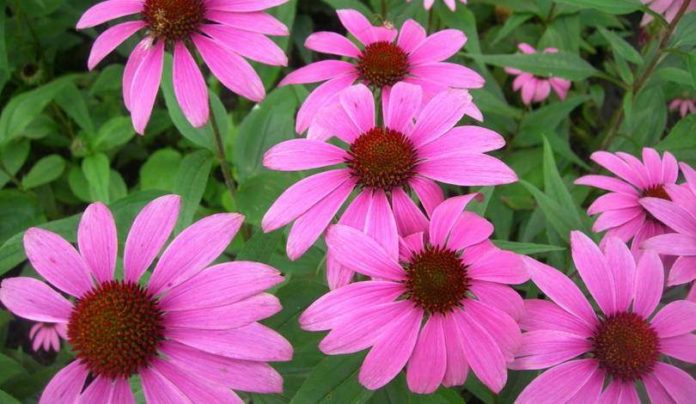 Echinacea - proprietà, benefici per la salute, utilizzi e controindicazioni Echinacea - proprietà, benefici per la salute, utilizzi e controindicazioni