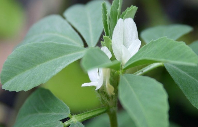 Fieno Greco proprietà, benefici, uso e controindicazioni. Scopri le proprietà del fieno greco, i benefici per la salute, gli usi in cosmetica o come rimedio naturale, le controindicazioni e gli effetti collaterali.