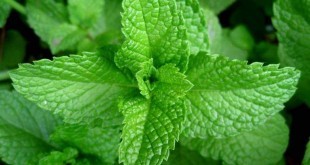 Menta: proprietà benefici, uso e controindicazioni. Scopri le proprietà curative e terapeutiche della menta, tutti gli utilizzi in cucina e come rimedio naturale, i benefici per la salute, le controindicazioni e gli effetti collaterali.