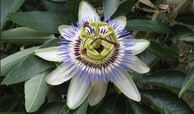 Passiflora - proprietà, benefici, utilizzo e controindicazioni. Scopri le proprietà della passiflora, i benefici per la salute, gli utilizzi come rimedio naturale, come preparare la tisana alla passiflora, a cosa serve, le controindicazioni e gli effetti collaterali.