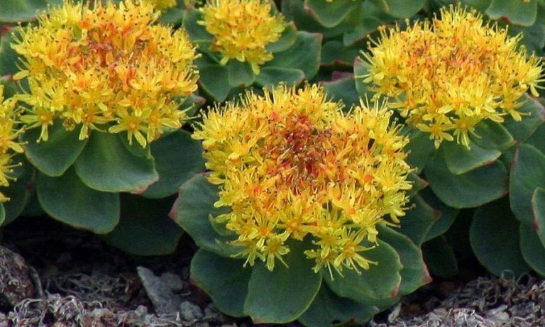 Rhodiola rosea proprietà benefici uso e controindicazioni. Scopri le proprietà della rodiola, i benefici per la salute, gli usi come rimedio naturale, le controindicazioni della rhodiola rosea e gli effetti collaterali.