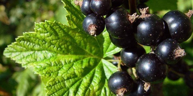 Ribes nero - Ribes nigrum proprietà benefici, usi e controindicazioni. Scopri le proprietà del ribes nigrum, i benefici per la salute gli usi del ribes nero, le controindicazioni e gli effetti collaterali.