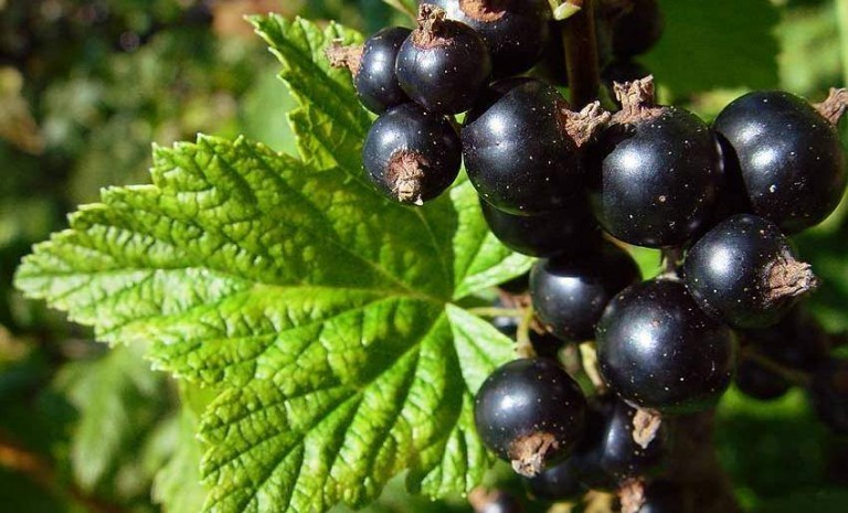 Ribes nero - Ribes nigrum proprietà benefici, usi e controindicazioni. Scopri le proprietà del ribes nigrum, i benefici per la salute gli usi del ribes nero, le controindicazioni e gli effetti collaterali.