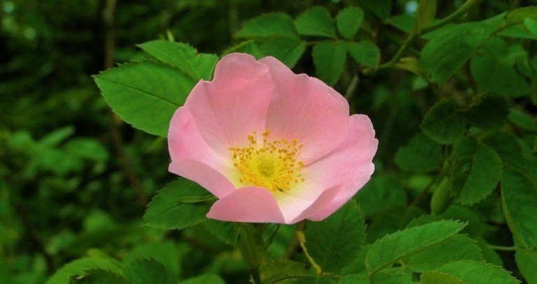 Rosa Canina - proprietà benefici e controindicazioni