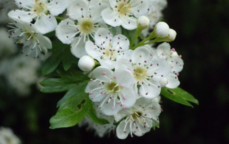 Biancospino: proprietà, benefici, uso e controindicazioni.Scopri le proprietà del biancospino, i benefici per la salute, gli usi come rimedio naturale, come preparare la tisana al biancospino, le controindicazioni e gli effetti collaterali.