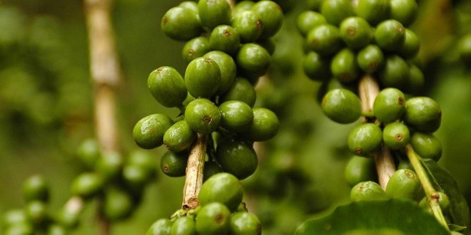 Caffè verde: proprietà, benefici uso e controindicazioni. Il caffè verde crudo ha diverse proprietà benefiche: è ottimo per dimagrire, ha effetti antiossidanti e migliora l’aspetto dei capelli e della pelle.
