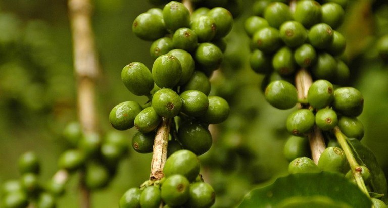 Caffè verde: proprietà, benefici uso e controindicazioni. Il caffè verde crudo ha diverse proprietà benefiche: è ottimo per dimagrire, ha effetti antiossidanti e migliora l’aspetto dei capelli e della pelle.