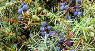 Ginepro proprietà benefici, uso e controindicazioni. Scopri le proprietà del ginepro, i benefici per la salute, gli usi in cucina o come rimedio naturale, le controindicazioni e gli effetti collaterali.
