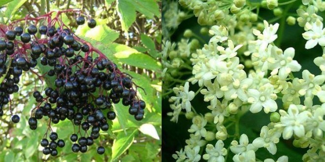Sambuco: proprietà, benefici, uso, a cosa serve e controindicazioni. Scopri le proprietà del sambuco, i benefici per la salute, a cosa serve, come usare il sambuco in cucina o come rimedio naturale, le controindicazioni e gli effetti collaterali.