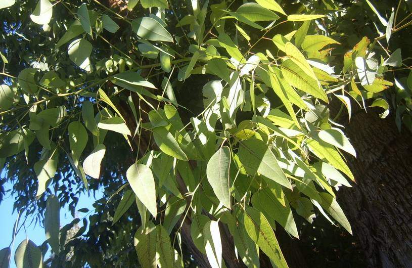 Proprietà benefiche dell'eucalipto, rimedi naturali e controindicazioni