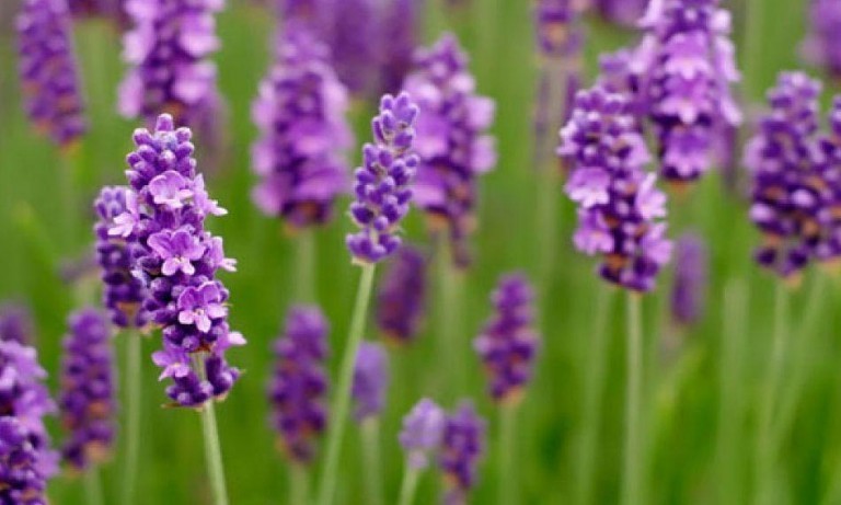 Lavanda - Proprietà benefiche e curative della lavanda, Come preparare la tisana alla malva per dormire bene