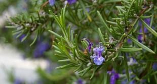 Rosmarino: proprietà, benefici, uso, rimedi naturali e controindicazioni. Scopri le proprietà del rosmarino, i benefici per la salute, gli usi in cucina o come rimedio naturale, come preparare la tisana di rosmarino, le controindicazioni e gli effetti collaterali.