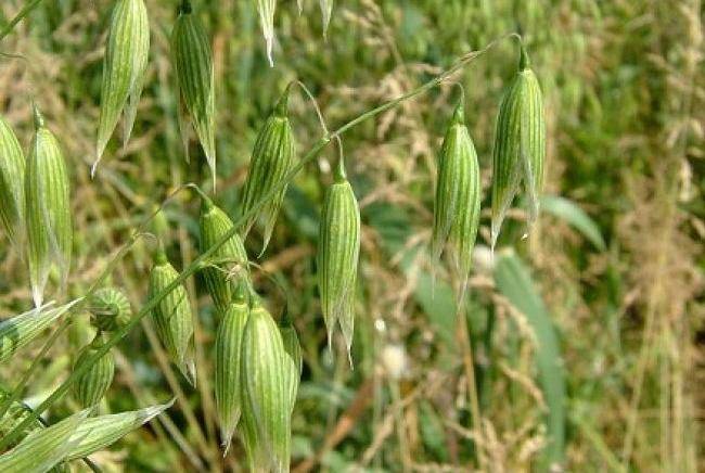 Avena: proprietà, benefici, rimedi naturali e controindicazioni