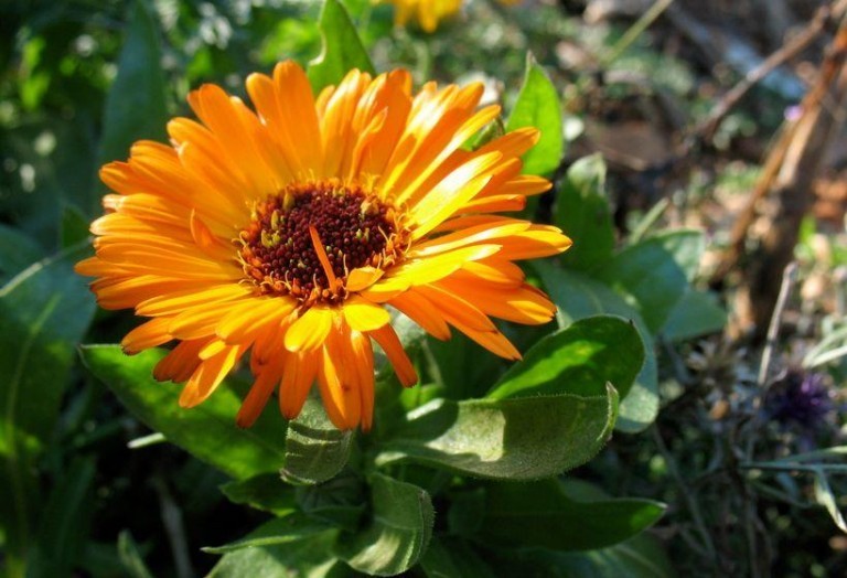 Calendula: proprietà, benefici, uso, rimedi naturali e controindicazioni