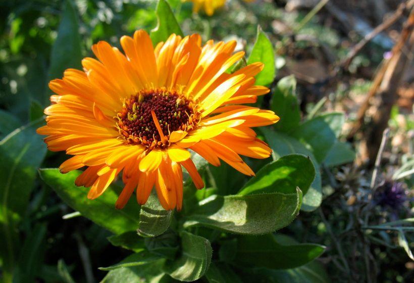 Calendula: proprietà, benefici, uso, rimedi naturali e controindicazioni