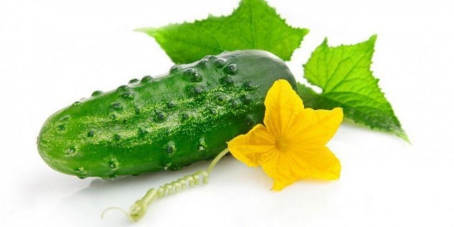 dieta cetriolo zenzero limone e mentali dieta cetriolo zenzero limone e mentali