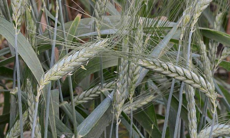 Farro proprietà, benefici, usi in cucina e controindicazioni