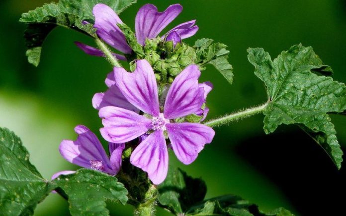 Malva: proprietà, benefici, rimedi naturali tisana alla malva controindicazioni Malva: proprietà, benefici, rimedi naturali tisana alla malva controindicazioni