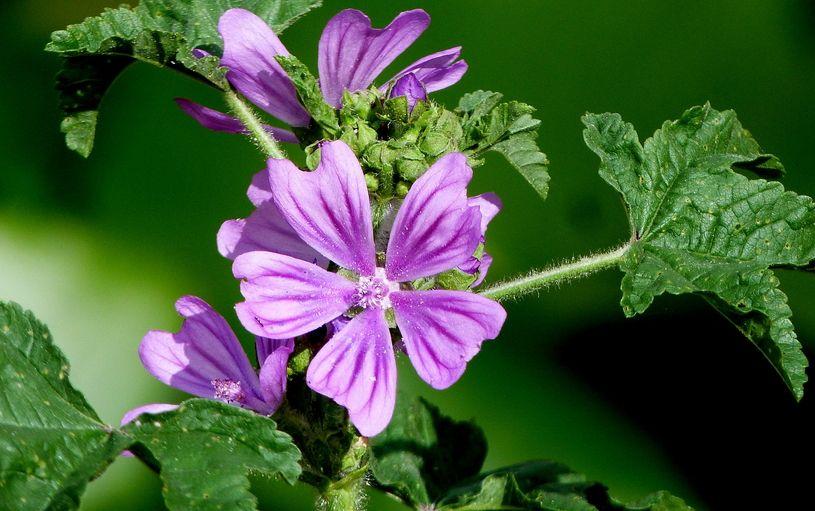 Malva: proprietà, benefici, rimedi naturali tisana alla malva controindicazioni