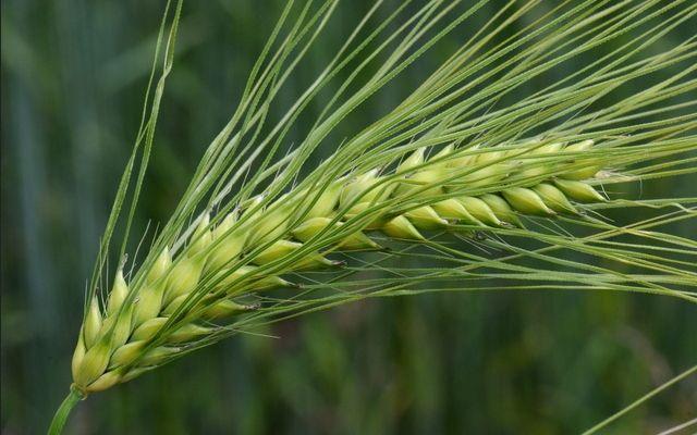 Orzo: proprietà, benefici, rimedi naturali e controindicazioni