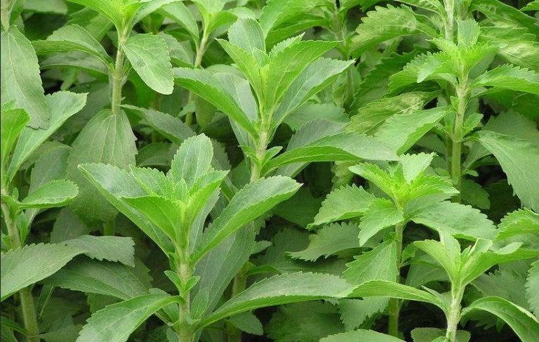 Stevia: proprietà, benefici, usi, rimedi naturali e controindicazioni. Scopri le proprietà benefiche e curative della stevia, il dolcificante naturale, come si usa, a cosa serve, le controindicazioni e gli effetti collaterali.