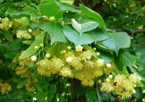 Tiglio: proprietà, benefici, uso e controindicazioni. Scopri le proprietà del tiglio, i benefici per la salute, come preparare la tisana di tiglio, gli usi come rimedio naturale, le controindicazioni e gli effetti collaterali.