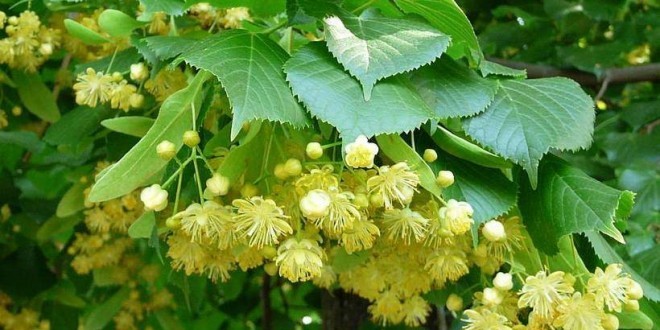 Olio di un aml su capelli biondi