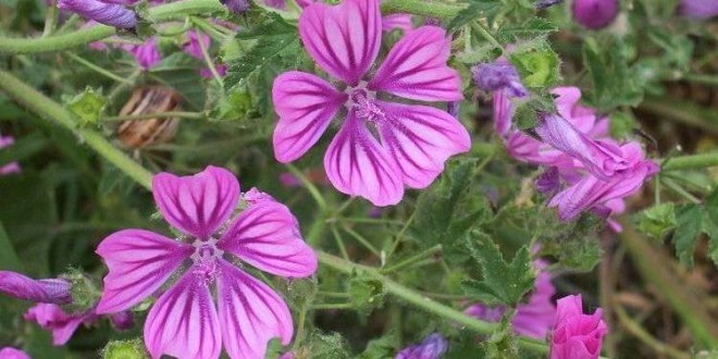 Antidolorifici Naturali