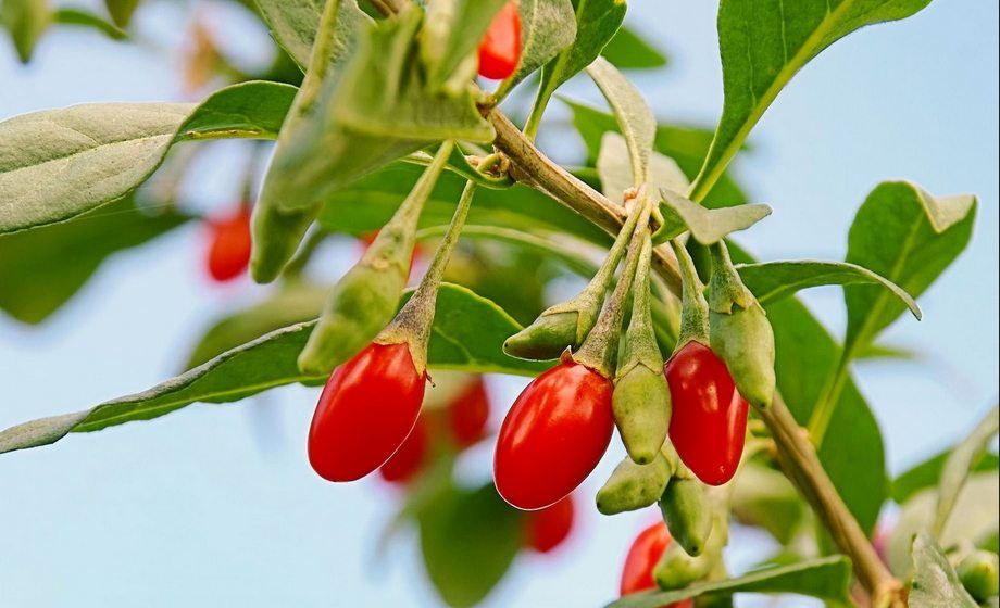 Bacche di Goji: proprietà, benefici, uso e controindicazioni. Scopri le proprietà benefiche e curative delle bacche di Goji, come si mangiano, la dose giornaliera, gli utilizzi alimentari, le controindicazioni e gli effetti collaterali.