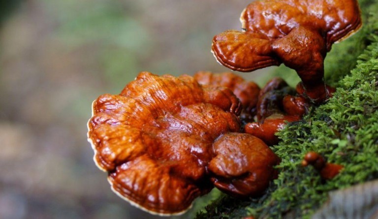 ganoderma lucidum - reishi