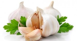 Aglio: proprietà, benefici, uso e controindicazioni. Scopri le proprietà curative e terapeutiche dell'aglio, i benefici per la salute, i motivi per mangiare aglio, le controindicazioni e gli effetti collaterali.