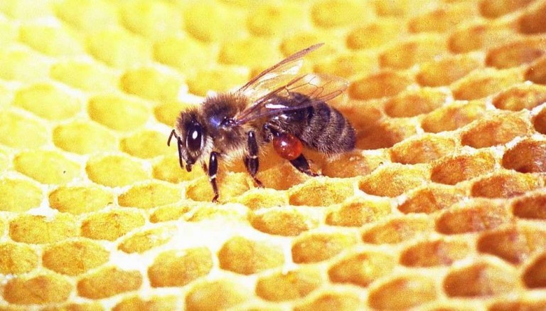 Propoli: proprietà, benefici per la salute, a cosa serve, controindicazioni ed effetti collaterali. Scopri le proprietà curative e terapeutiche della propoli, antibatterico naturale, molto utile in caso di raffreddore, mal di gola e per rafforzare il sistema immunitario.