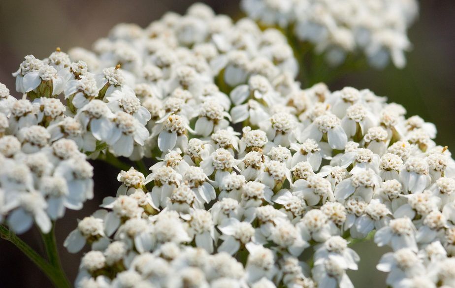 Achillea: proprietà, benefici per la salute, rimedi e controindicazioni