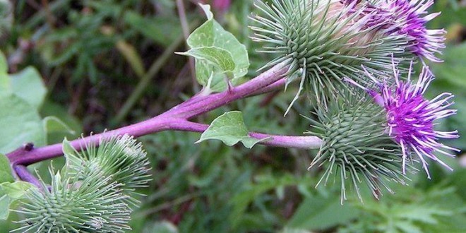 Bardana: proprietà, benefici per la salute e controindicazioni. Scopri le proprietà curative e terapeutiche della bardana, a cosa serve, tutti gli utilizzi, come preparare la tisana di bardana, le controindicazioni ed effetti collaterali.