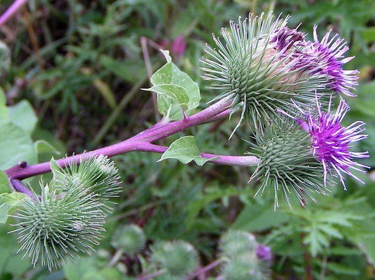 Bardana: proprietà, benefici per la salute e controindicazioni. Scopri le proprietà curative e terapeutiche della bardana, a cosa serve, tutti gli utilizzi, come preparare la tisana di bardana, le controindicazioni ed effetti collaterali.