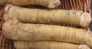 Rafano o Barbaforte: proprietà, benefici per la salute e controindicazioni. Scopri le proprietà curative e terapeutiche del rafano, a cosa serve, tutti gli utilizzi in cucina e come rimedio naturale, le controindicazioni e gli effetti collaterali.