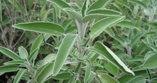 Salvia - Proprietà e Benefici