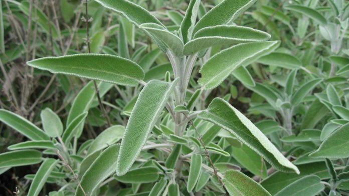 Salvia - Proprietà e Benefici Salvia - Proprietà e Benefici