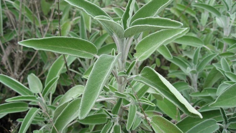 Salvia - Proprietà e Benefici