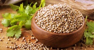 Coriandolo: proprietà, benefici, uso, tisana e controindicazioni. Scopri le proprietà del coriandolo, i benefici per la salute, tutti gli utilizzi in cucina e come rimedio naturale, le controindicazioni e gli effetti collaterali.