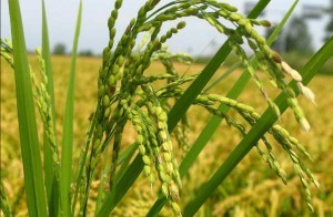 riso proprietà e benefici per la salute