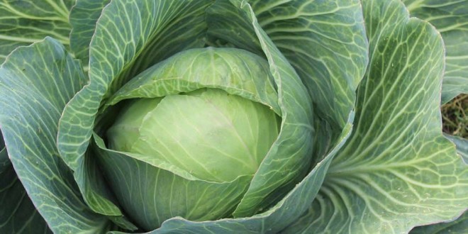cavolo per preparazione dimagrante