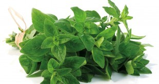 Origano: proprietà, benefici, valori nutrizionali, utilizzi e controindicazioni