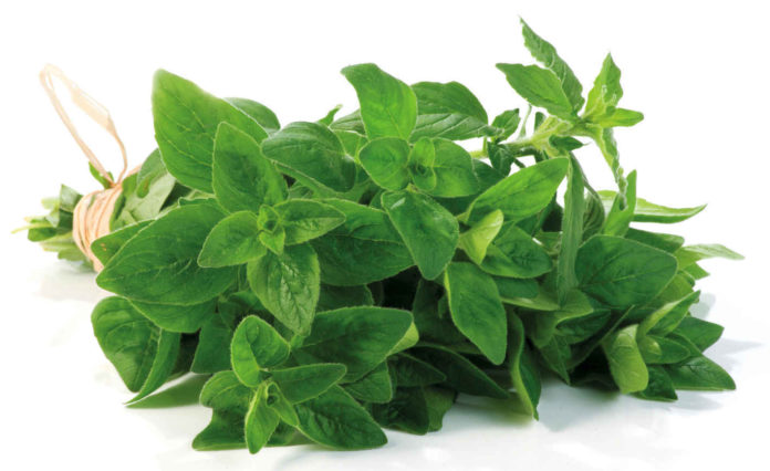 Origano: proprietà, benefici, valori nutrizionali, utilizzi e controindicazioni Origano: proprietà, benefici, valori nutrizionali, utilizzi e controindicazioni