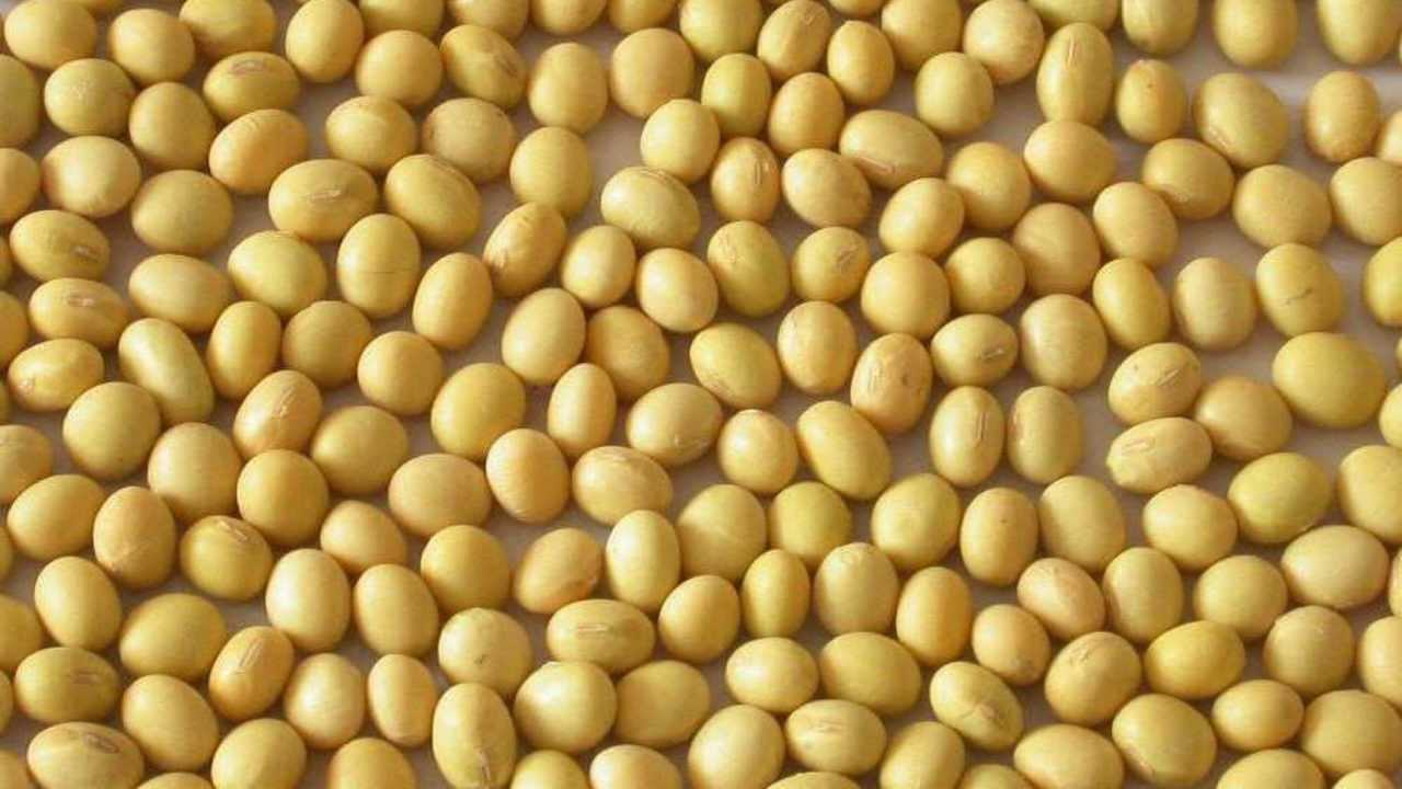 Купить Семена Сои В Орловской Области